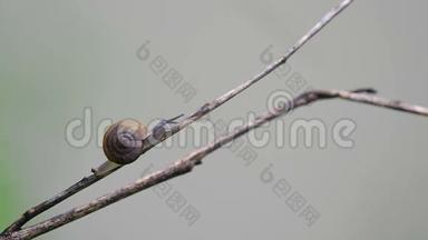 蜗牛爬树枝.
